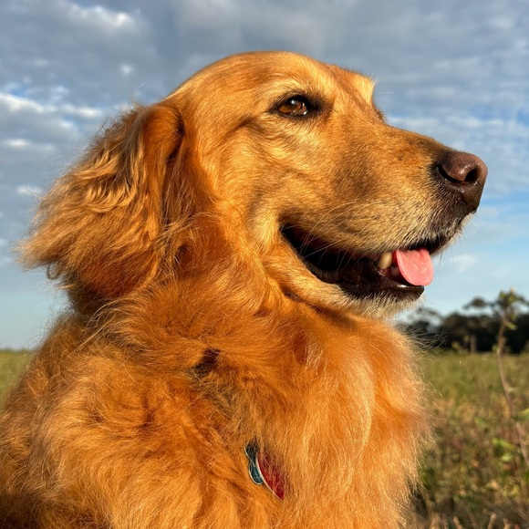 Meet your Posher, Lilac - Picture 1 of 1